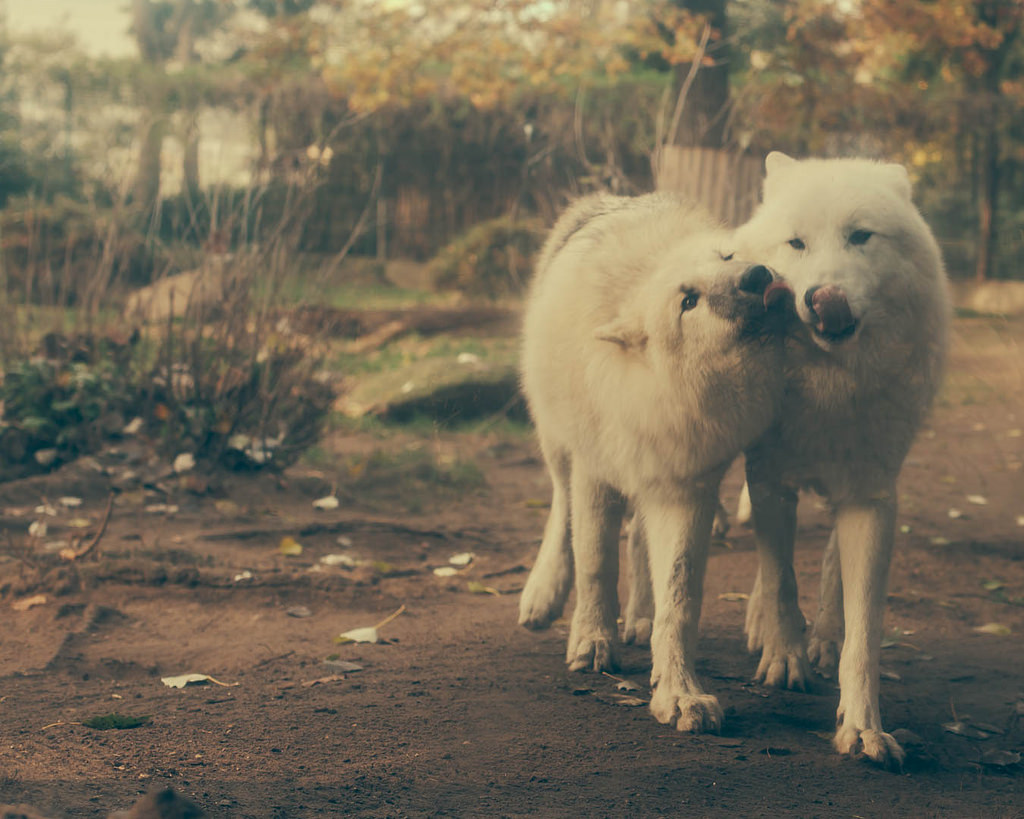 HourlyWolves presents: