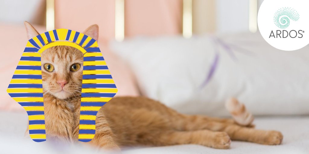 ardoslab's tweet photo. #SabiasQue Los gatos eran considerados sagrados en el Antiguo Egipto, algo por lo que eran adorados, y su rapto o venta podía ser pagado con la muerte, principalmente porque su labor como cazadores de ratas era muy valorado e importante para todos. #ardoslab #gatos #curiosidades https://t.co/qfanVRLYJs