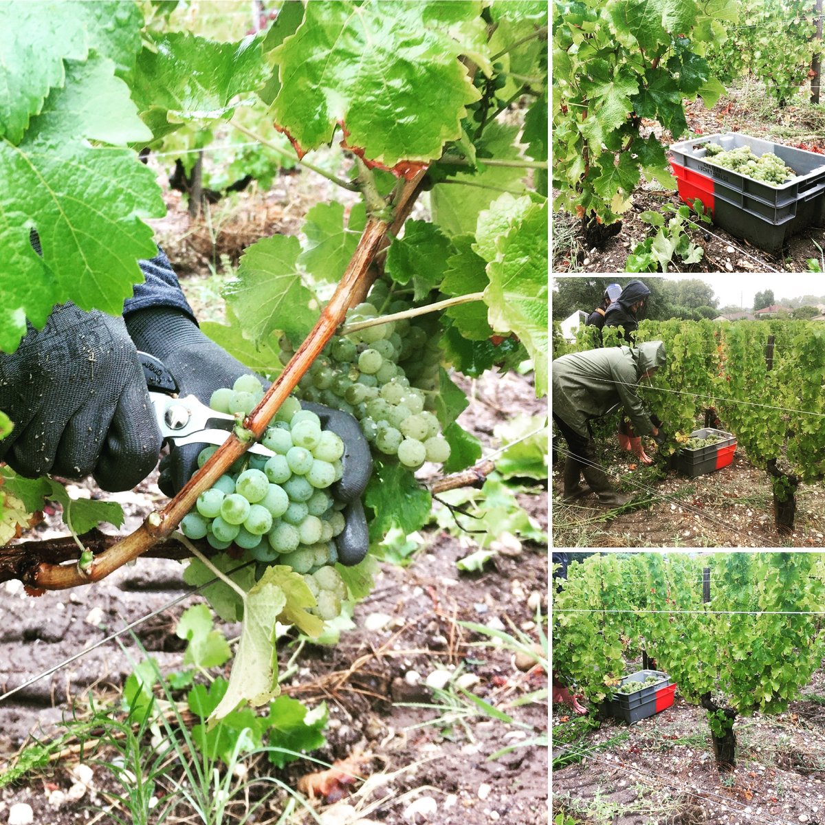 Château Luchey-Halde (@lucheyhalde) on Twitter photo Début des vendanges de blancs au <a href="/lucheyhalde/">Château Luchey-Halde</a> ! 2e année la plus précoce après 2003. Un millésime prometteur s'annonce !!
#chateaulucheyhalde #pessacleognan #vinsdebordeaux #vendanges2020 #sauvignon Début des vendanges de blancs au <a href="/lucheyhalde/">Château Luchey-Halde</a> ! 2e année la plus précoce après 2003. Un millésime prometteur s'annonce !!
#chateaulucheyhalde #pessacleognan #vinsdebordeaux #vendanges2020 #sauvignon