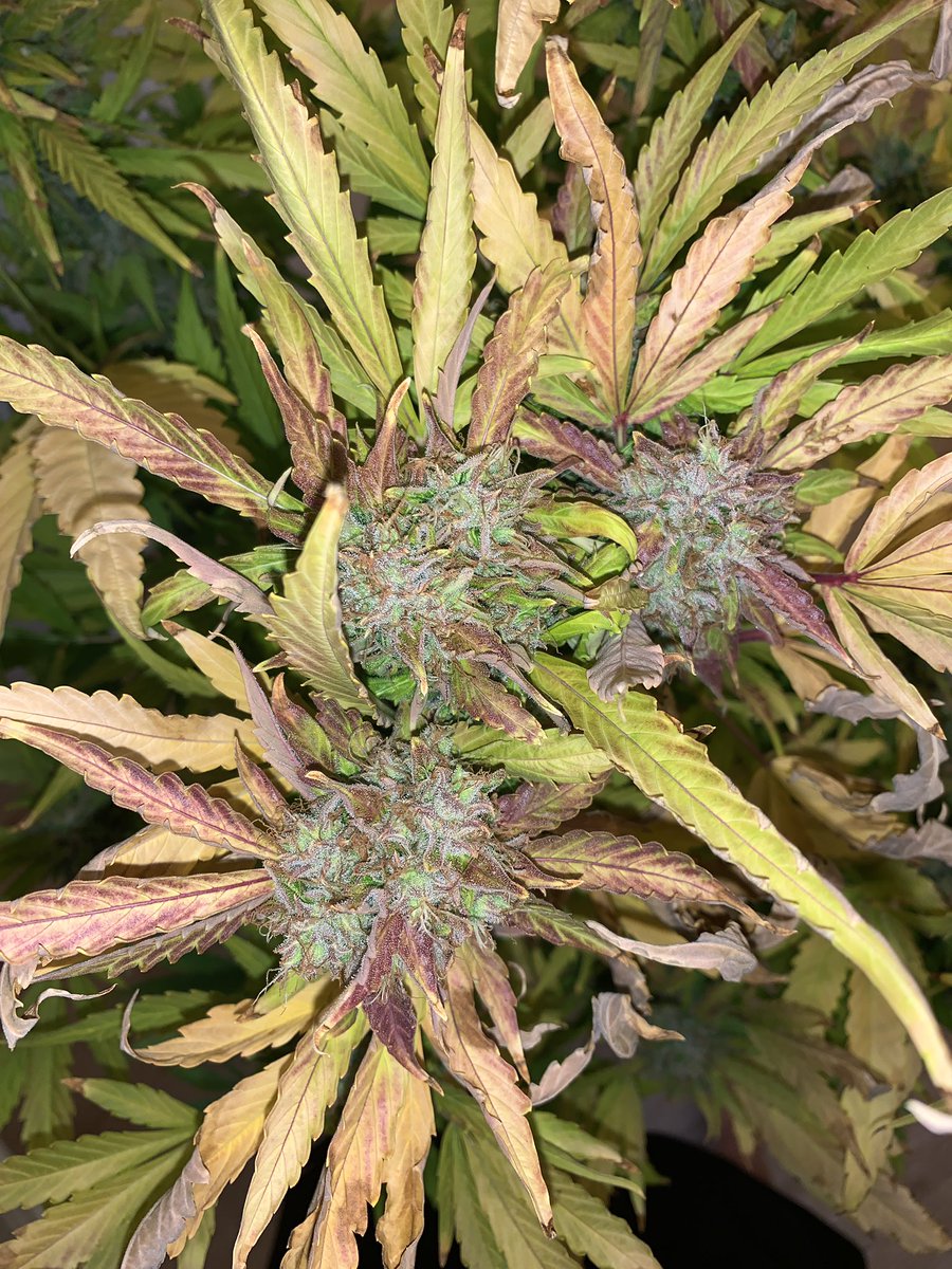 _GWG__'s tweet photo. #purpleafghani #week11 #sticky #indica #homegrown https://t.co/2yoJ0JSygi