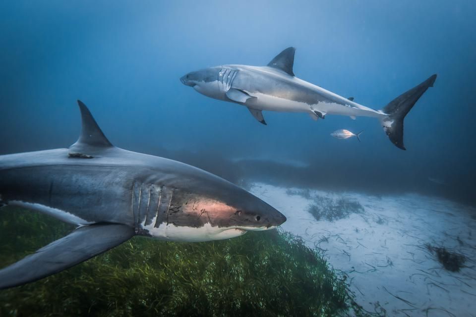 Does media coverage of an #animal influence what we know about them? The short answer, yes! More from @whysharksmatter, @dr_catmac, and others: buff.ly/3izdDTw #sharks #SharkWeek #shark