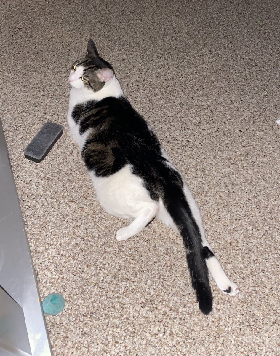 kittycat_smile's tweet photo. @KittyHavenNY Thx pals! Pinty is loving his bday month. He still remembers Angel Lia and plays w her toys still. See?! 😹😸big paw hugs XO https://t.co/uhs60rQ8KD