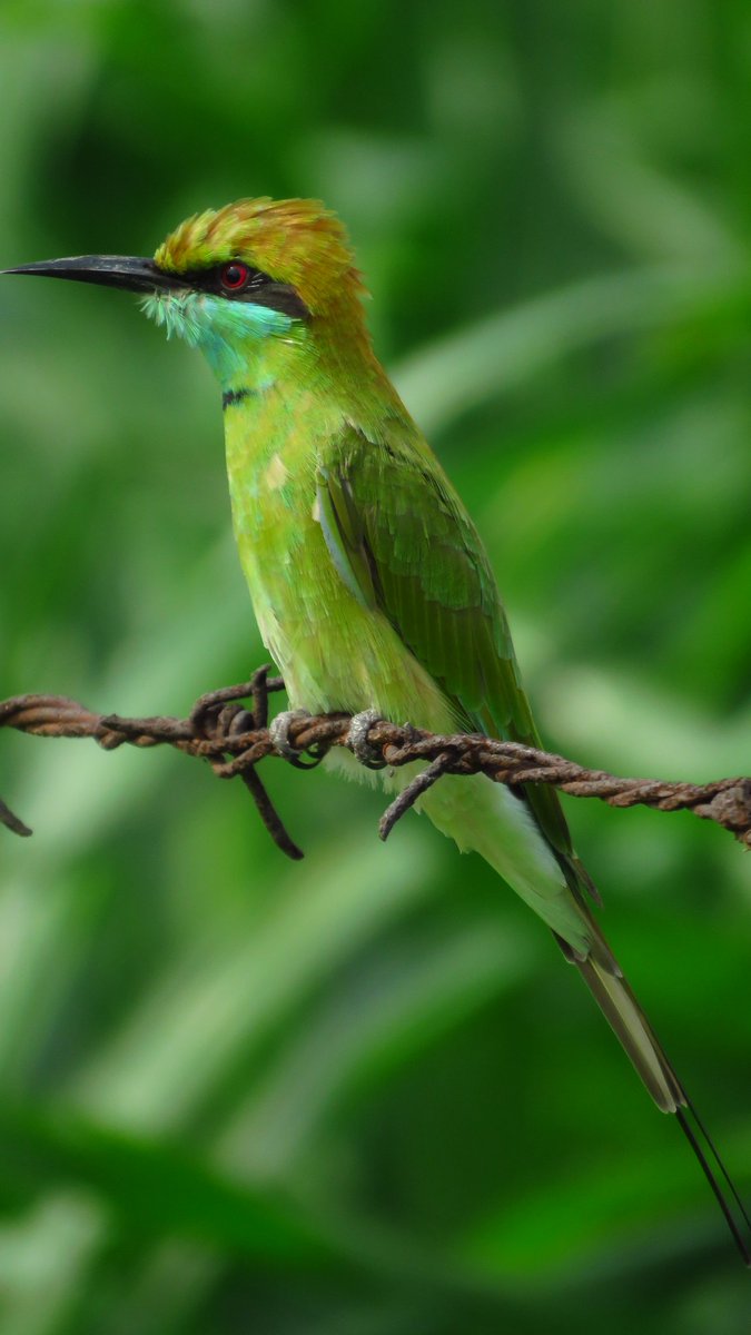 arjanvirsingh's tweet photo. The green bee-eater! One of my personal favorite birds, The sheer beauty and it's variety of colors never cease to impress. #bird #birds #birdphotography #NaturePhotography #beautiful #natural #photography #travel https://t.co/5kNPL6jXTn
