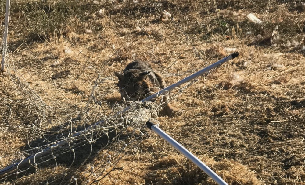 While brewing coffee this morning my neighbor banged on my door saying “Grab your rifle! There’s a bobcat tangled in the fence around your chickens!” 1