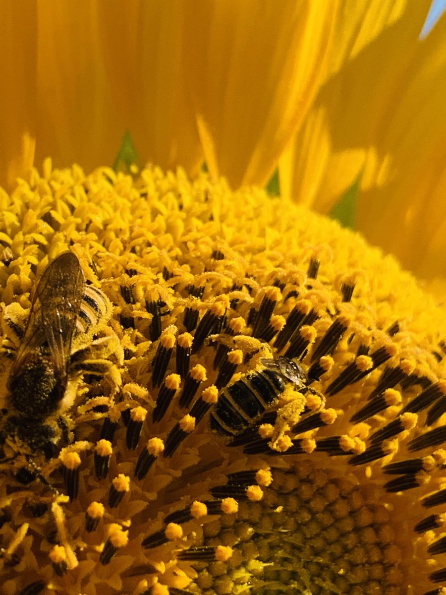 gori_magnani's tweet photo. @MiguelCalabria3 Meraviglia Miguel! I miei girasoli 📷Gori https://t.co/zT1MLdlXit