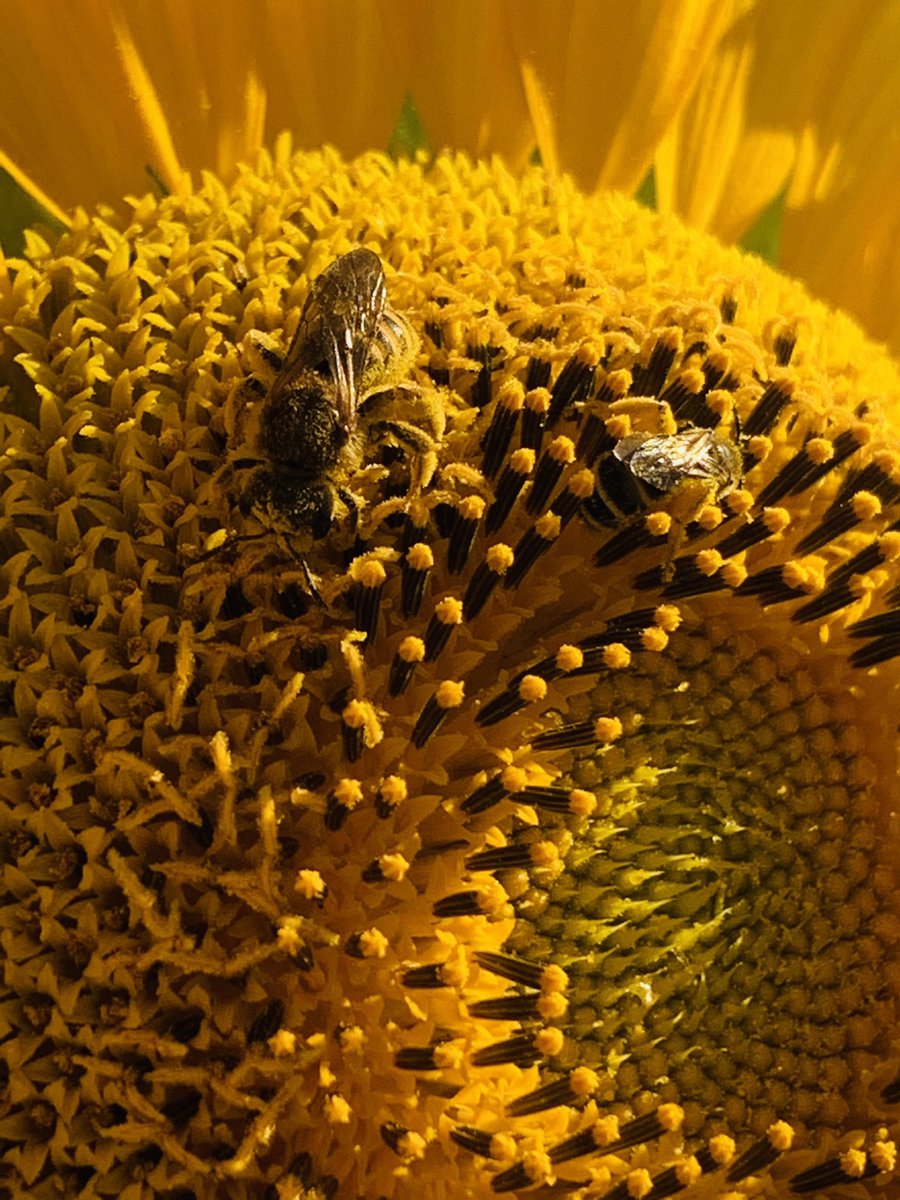 gori_magnani's tweet photo. @MiguelCalabria3 Meraviglia Miguel! I miei girasoli 📷Gori https://t.co/zT1MLdlXit