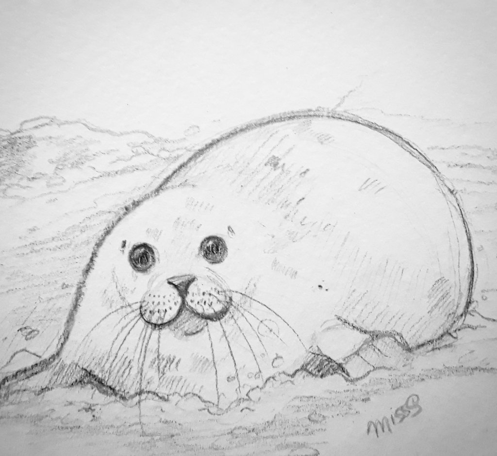 Big eyes 👀💙   #chubbyseal #practice #seals #drawing #cutedrawings #art #StayHome