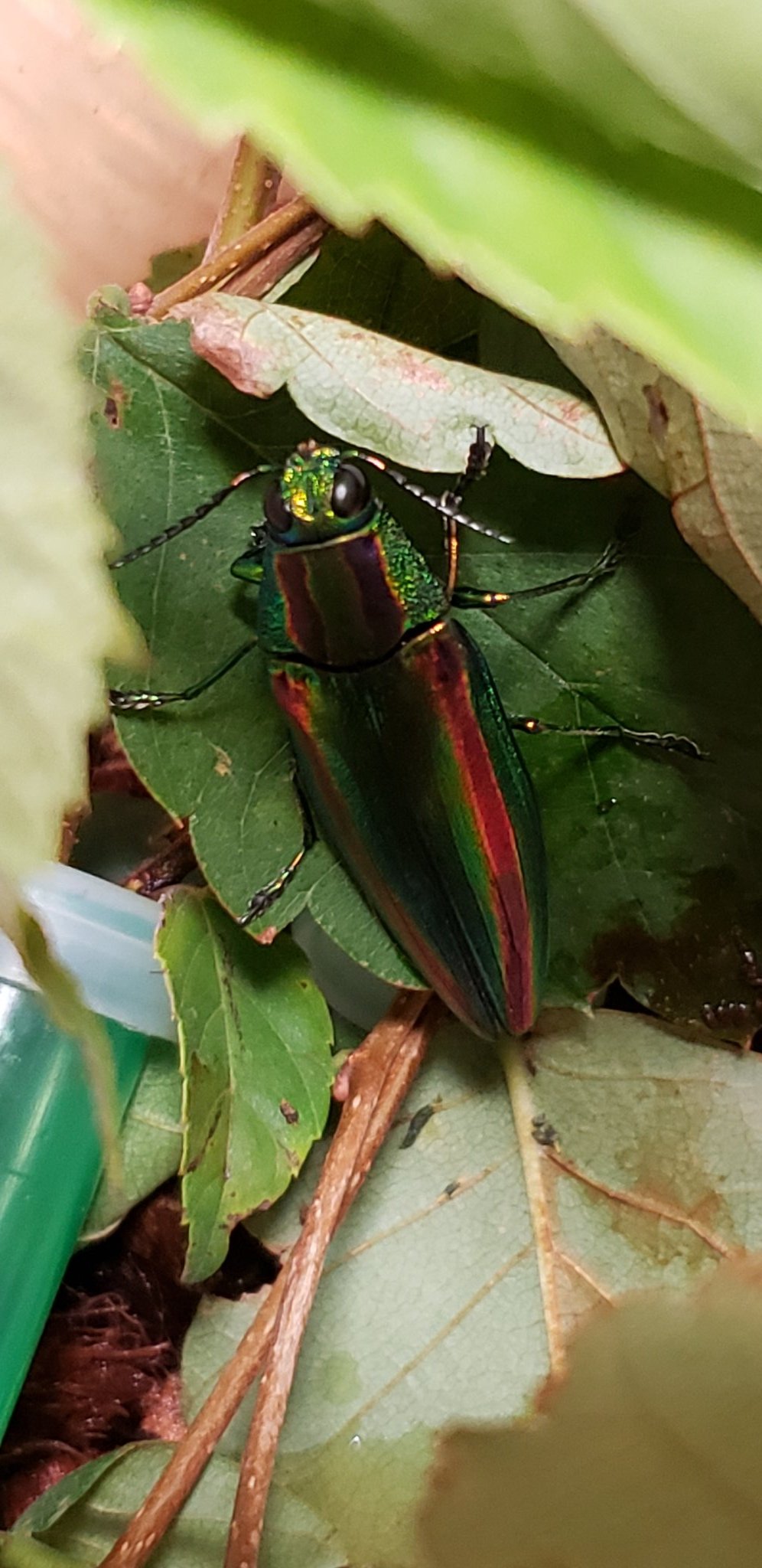 Toshiharu Kainuma タマムシ飼育11日目 今日も元気でした タマムシ 玉虫 飼育 観察 Insects Buprestidae T Co G8sr7bppyi Twitter