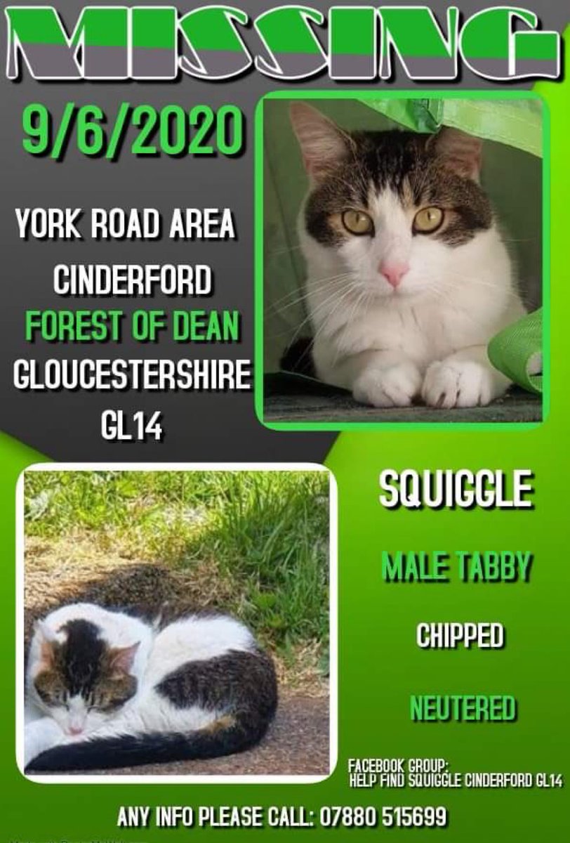 janice_adams3's tweet photo. Pls RT
Missing #Squiggle neutered &amp; microchipped. Missing since 09/06/2020 from York Road, #Cinderford #ForestOfDean #Gloucestshire, #GL14.
Squiggle went missing on his usual walk, never returned.
@MissingPetsGB @CatsMissing @D11D9Cats @MoggiesR 

https://t.co/ZSDMuTQevo… https://t.co/9RIBkCv3cp