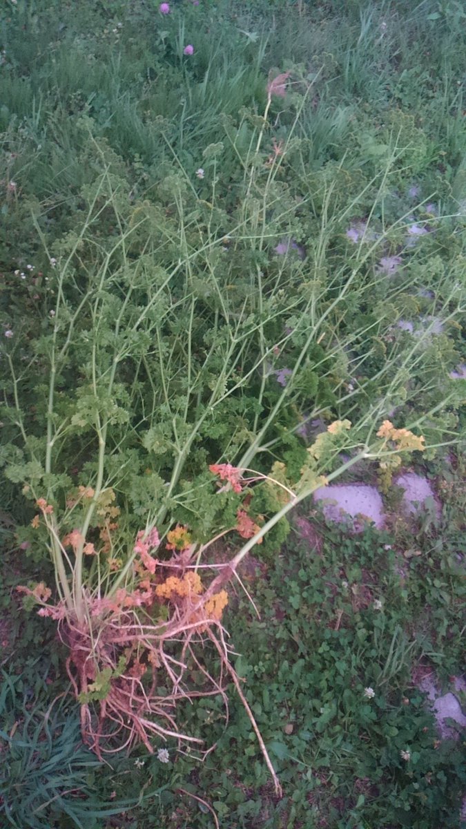 Laflar Silverhammer 多年草パセリが激しく邪魔になったので 仕方なく処分しました 草丈100センチ トウタチになっていたので根こそぎ抜きました 低木のまま育っているパセリに今後を期待 家庭菜園 パセリ