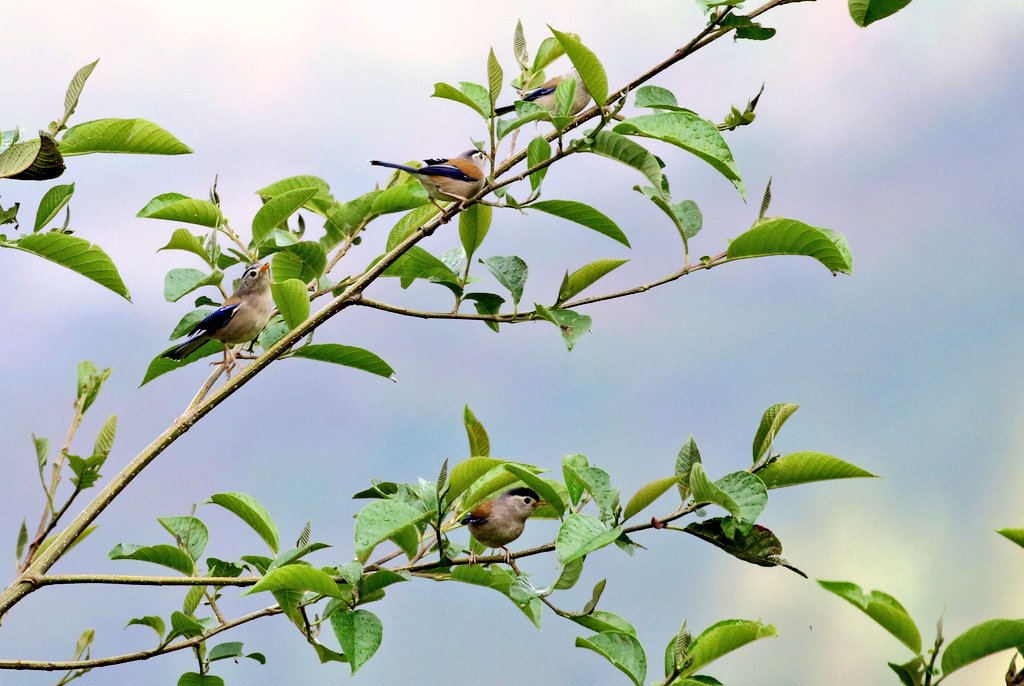 SanjibIfs's tweet photo. Blue-winged #minla also known as blue-winged Siva.. #birdphotography #birdwatching #TwitterNatureCommunity #birds #nature @goldsant @manishariprasad @Avibase @Bhrigzz @OrnithophileI @siddisimple @ShaliniElassery https://t.co/SQIZxWTuzF