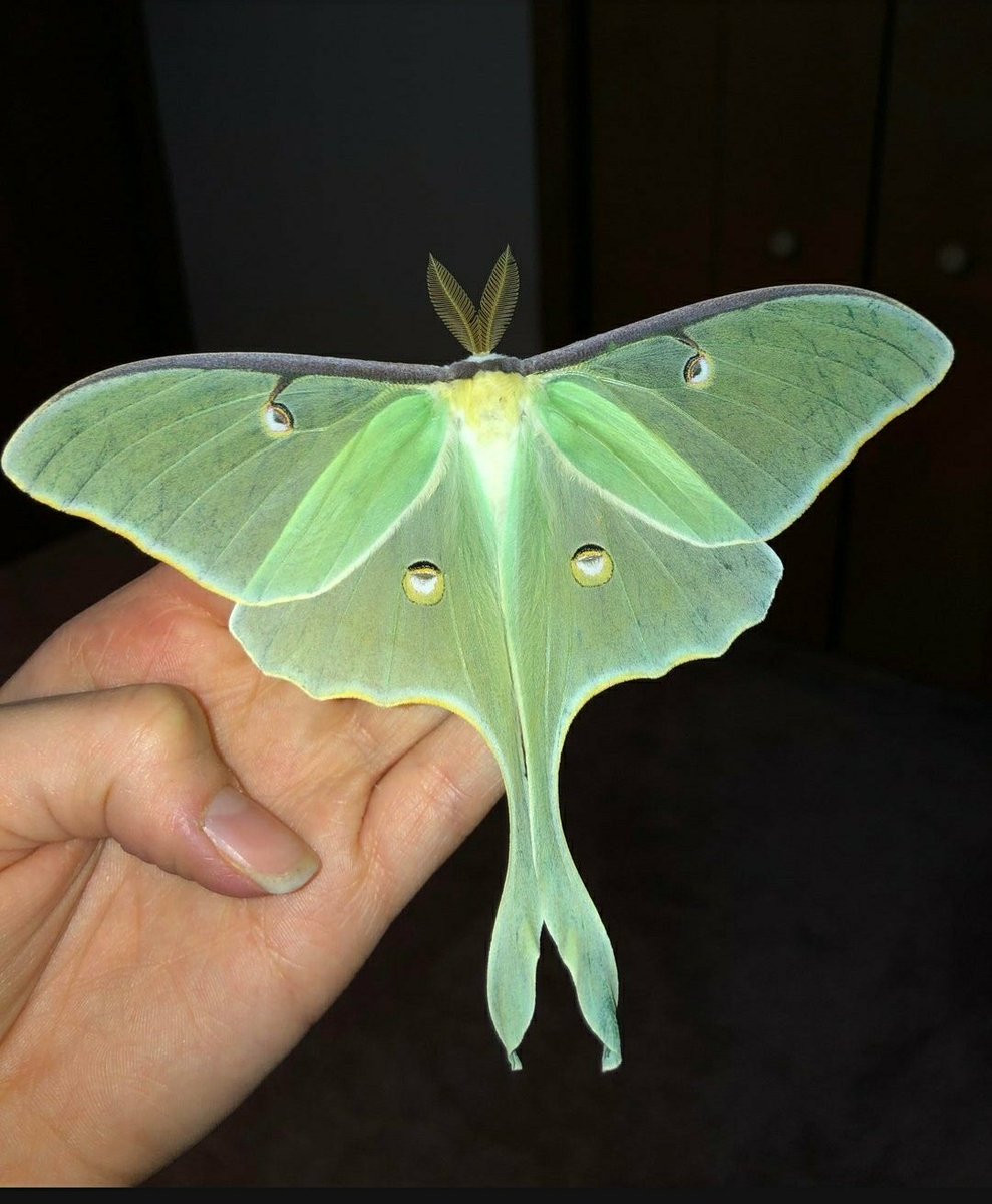 Vinay___Verma's tweet photo. Meet LUNA MOTH. 🦋
It doesn't have Mouth or any kind of Digestive system. 

Its life span is about 1 week. 

The sole purpose of its life is Mating.
#Nature https://t.co/6iEpw2Cka7