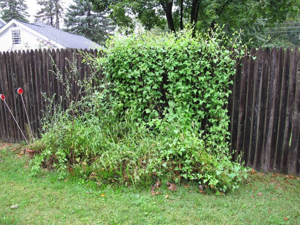 CT_CAES's tweet photo. Virtual Invasive Plant Symposium, Oct. 7, 2020--
The Connecticut Invasive Plant Working Group (CIPWG) 2020 symposium will be a full-day virtual webcast on Oct. 7. More info: https://t.co/fiuW0JwvM7 https://t.co/Ma5KQRPoFk