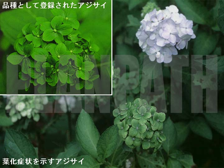 She Oaken 輪の都のグウィン像がなんで緑花の指輪持ってるの と思ってたけど フィリアノールの紋章が若草なら 緑花草 フィリアノールと言っても良いのか 王の地位と娘をやるから代わりに服従を誓いなさい の図なのかな T Co Rjdrgnnplf