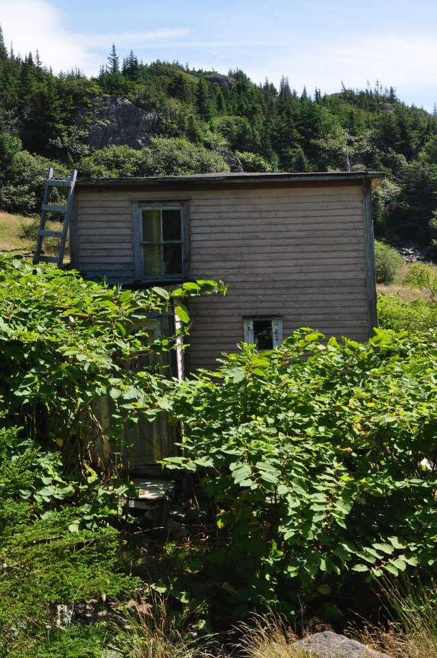 Another of my favourite things on this island is the Bamboo House. It is the last remaining house on the island, owned perhaps but the Leonard family. It is engulfed in Japanese Knotweed. I will admit that I entered once, and disturbed nothing. It was surreal.