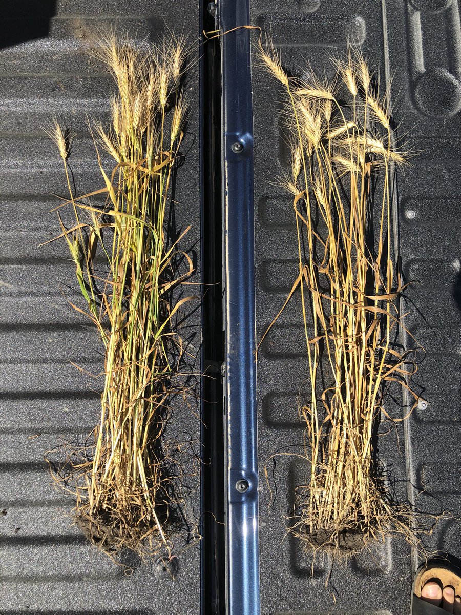 Miravis Ace vs competitive product in Brandon wheat. Photos taken 33 DAA  <a href="/syngentacanada/">Syngenta Canada</a>