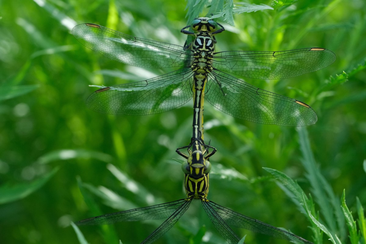 Apis1Apis's tweet photo. Rivierrombouten in copula🤩Zo zie je ze niet vaak! #kuipersveer @FREE_Nature @HW_Landschap @waarneming #freenature https://t.co/cga0nTF99D
