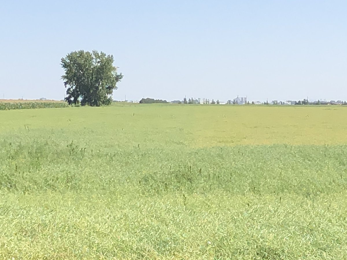 Miravis Bold also showing very well in canola. This up against competitive product <a href="/syngentacanada/">Syngenta Canada</a>