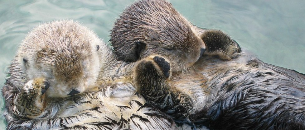 Sea-otters will entangle themselves with kelp stalks so they don’t float away while napping.