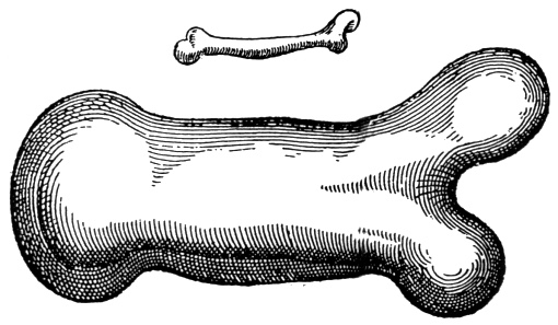 Of course, Haldane wasn't the first to note the impact of size in biology. Galileo, 300 years earlier, had already shown that organisms aren't isometric, illustrating how the shape of a bone would need to be modified to perform its function if its length was increased 3-fold/4