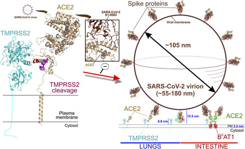 GOuditResearch's tweet photo. ACE2 (Angiotensin-Converting Enzyme 2) in Cardiopulmonary Diseases | Hypertension https://t.co/7AkK6M4Pxr https://t.co/9ZzTsU5Axe