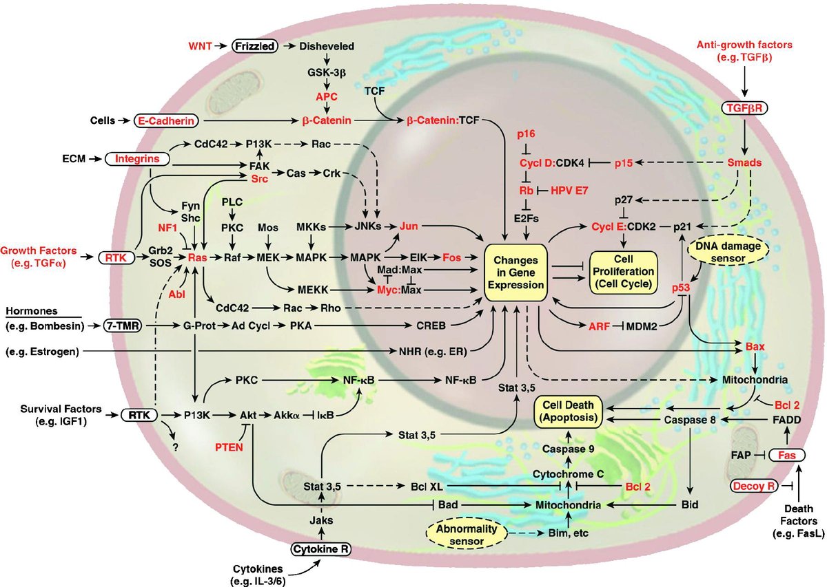 Similarly, viewing signal transduction pathways as cellular circuits forces us to assume a very high degree of specificity in the molecular interactions depicted as arrows, but specificity in protein function is the exception, not the rule, & this is due to their minuscule size/9