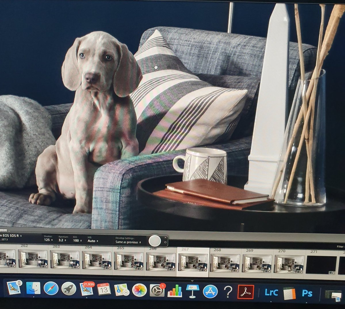 Janey // Make Fetch Happen tweet media