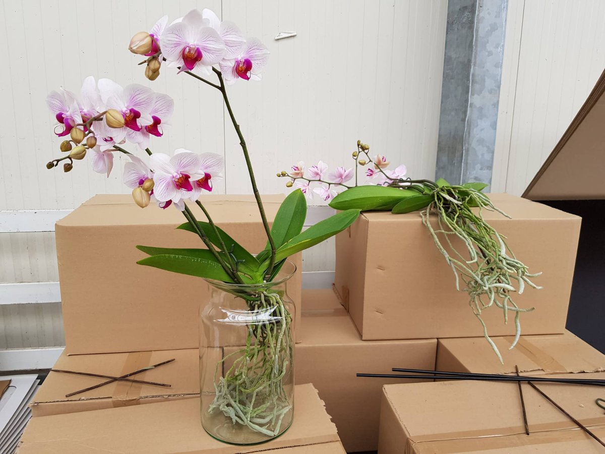 Nuevo formato, orquídeas sin sustrato, en jarrones de cristal con un poco de agua.