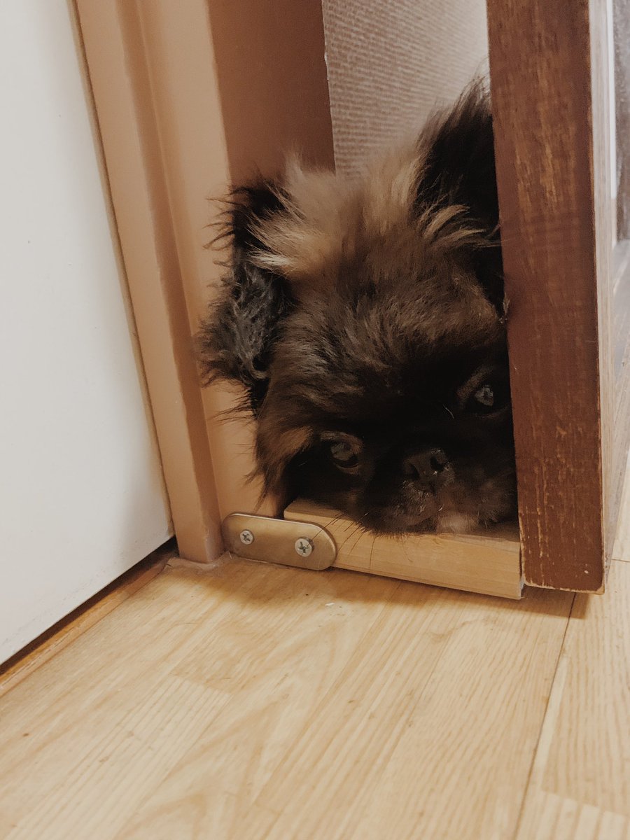 隙間犬