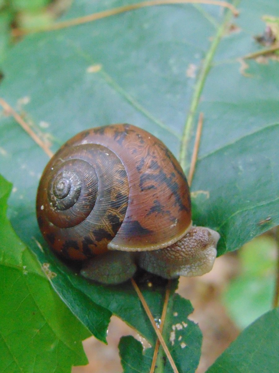 This one had just retracted his eye.Sometimes I wish I could do that.