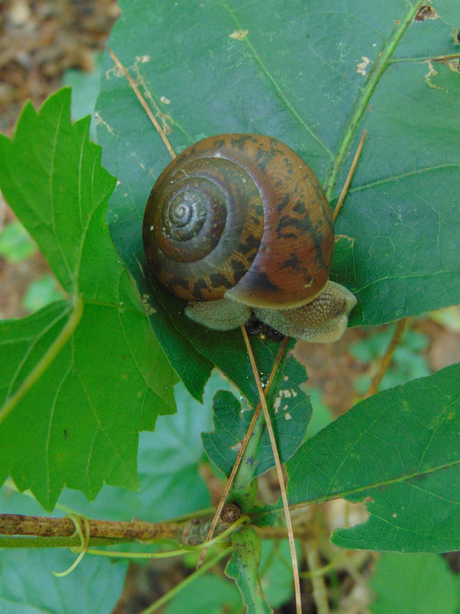 This one had just retracted his eye.Sometimes I wish I could do that.