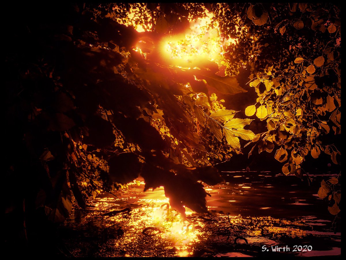 wirthstef's tweet photo. #city #nature #photography with #goldenhour #sunset #situation inside the #lakeside of #Teufelssee in #forest #Grunewald as #urban #naturerefuge in #Berlin #August #2020 Copyrights #Stefan #F. #Wirth
#outdoors #watercamera #art #twilight #silhouettes #forest https://t.co/VvQc9aYQ18