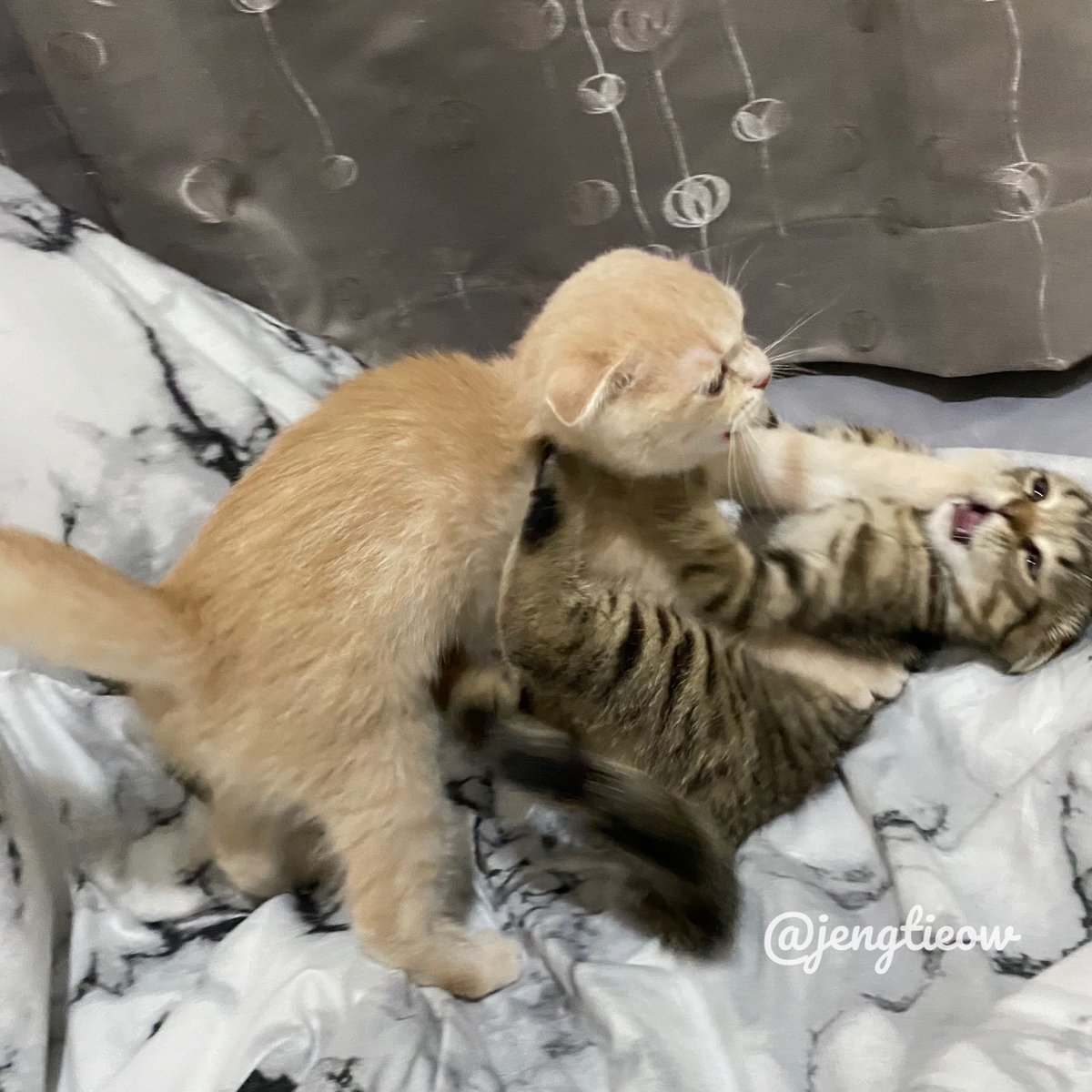 พี่เจ๋งน้องเตี๋ยวไม่ตีกันสิลูกกก tweet media