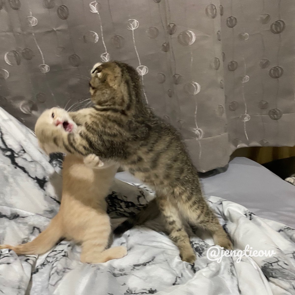 พี่เจ๋งน้องเตี๋ยวไม่ตีกันสิลูกกก tweet media