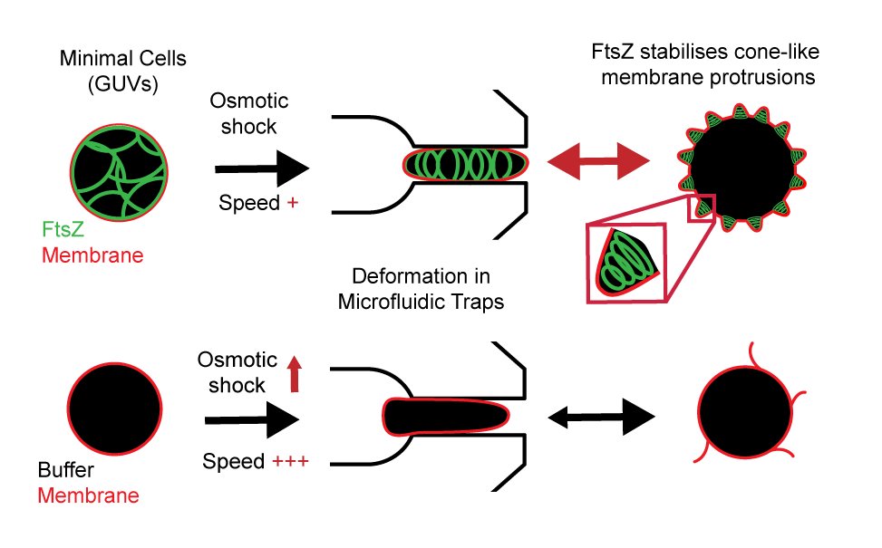 The Schwille lab developed a microfluidic chip to trap and reversibly deform lipid vesicle into elongated shapes. Read more about "FtsZ reorganisation facilitates deformation of giant vesicles in microfluidic traps" <a href="/angew_chem/">Angewandte Chemie</a>

➡️doi.org/10.1002/anie.2…