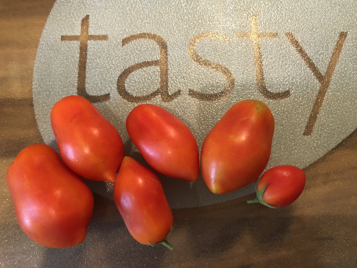 hrcooke's tweet photo. @jamieoliver First crop yesterday from the plants my 5 &amp; 9 year old planted! Happy days 🍅 🌱 https://t.co/8MjRBMaujZ