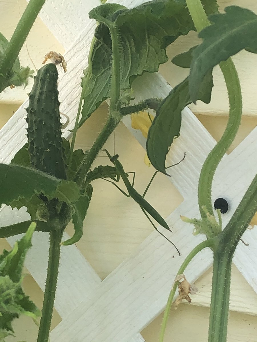BillySmullen's tweet photo. @savvygardening The cucumbers attracted a praying mantis 😁 https://t.co/9Wflj3p9cL