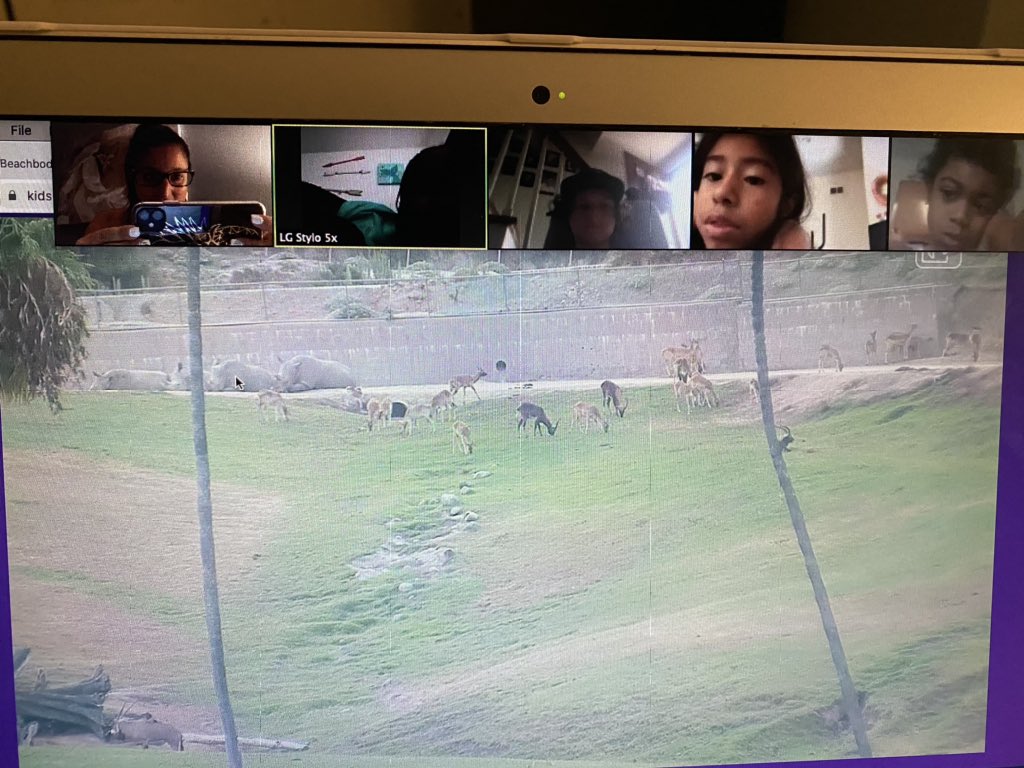 MsMarra213's tweet photo. Today, we took a virtual field trip at the @sandiegozoo. We had so much fun learning about all the animals!! It’s truly amazing to be able to see the animals on the live cam! The excitement from the kiddos was so adorable!! Thanks for a great time San Diego Zoo!! @LBPSsummer2020 https://t.co/EhW75huoGZ