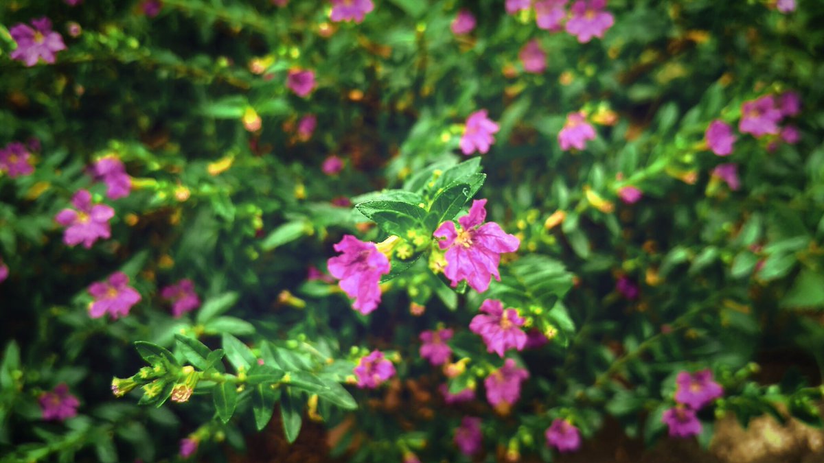 Si__Rendy's tweet photo. ..heavy rain..
..this afternoon....
          😓
#photo #photography 
          🙏
..may you have..
..a calm &amp; peaceful night..
..to rest for..

..take care....☕🌃 https://t.co/WnwVuYjns8