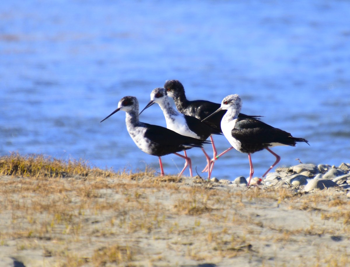 LeoDiCaprio's tweet photo. New Zealand’s @docgovtnz released 104 juvenile Kakī (Black Stilts)–-the world’s rarest wading bird--into the wild recently as part of its ongoing Kakī Recovery Programme! The adult Kakī population increased by 30% this year to 169 adults. (Photo: DOC) https://t.co/hSGvq3mvmZ