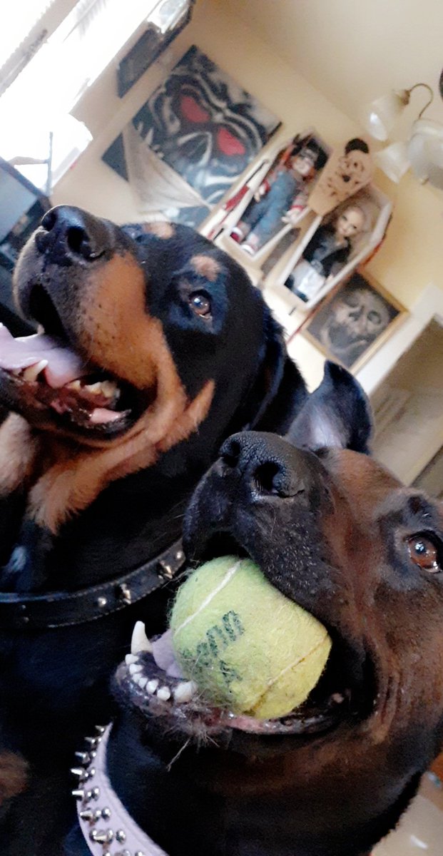 Donnyhall11's tweet photo. Happy dogs =happy life https://t.co/EWVZI4cpTY