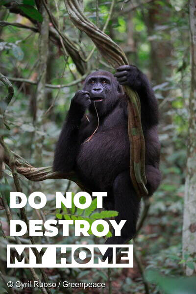 Greenpeace Africa tweet media