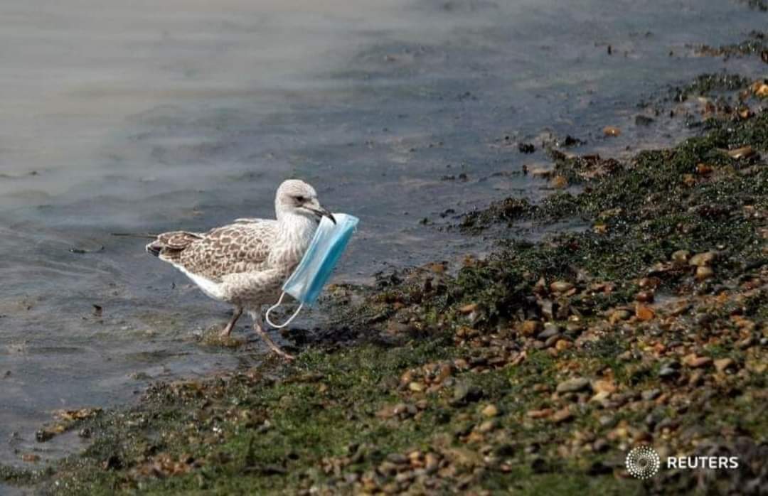 EstherLafuenteR's tweet photo. La naturaleza no necesita para nada nuestras mascarillas.
#AsíNo 👇⛔

(Desconozco la autoría de la foto pero representa muy bien lo que se encuentra a menudo por las calles, el campo, el mar...) 😥 https://t.co/E1VKu3ErWw