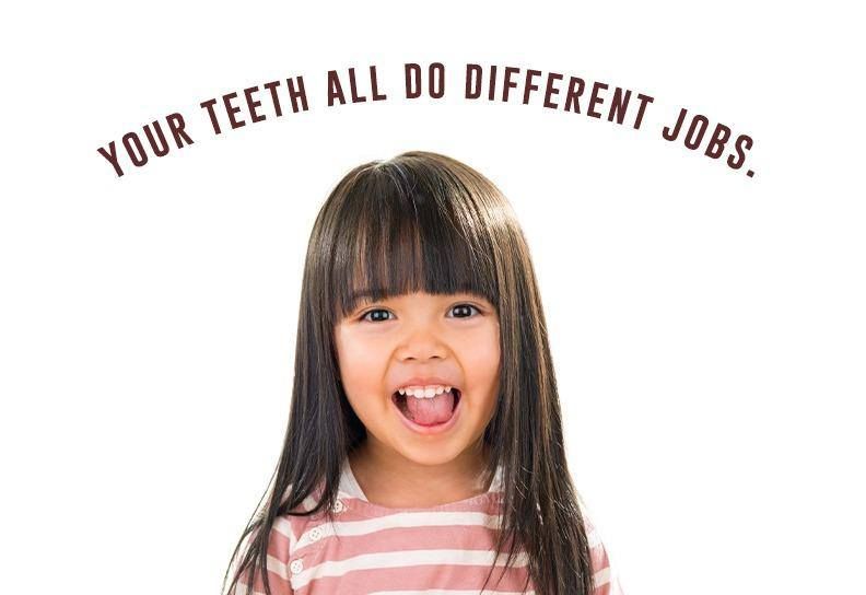 Make sure to care for them all so they can keep working for you!
#CareForyourTeeth
drstgeorgedental.com