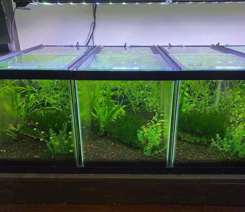 DakuAquatics's tweet photo. Shrimp tanks = trimmed and water changed 👌🏻
#fish #shrimp #neocaridina #caridina #nanofish #nanotank #fishkeeping #fishroom #aquariums #freshwater #fishtank #plantedtank #plantedaquarium #natureaquarium #walstad #walstadmethod #aquariumplants #aquascape… https://t.co/0RNeKCbrS7 https://t.co/hwgSMHQXLU