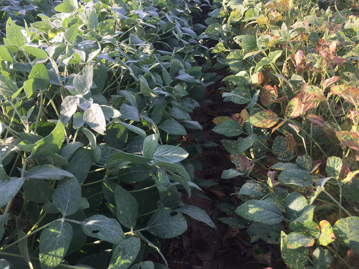 Grace Looker tweet media