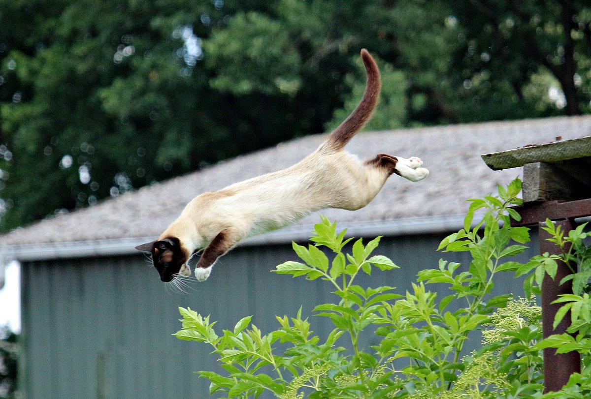 esafamilyorg's tweet photo. 🟩Cats Fun Fact 11❗

➡ Cats use their long tails to balance themselves when they’re jumping or walking along narrow ledges.

To read blogs on Emotional Support Animal click the link below.

🌐 https://t.co/gMYYBYe5NC
📧contact@esafamily.org
📞+1-818-900-9694

#cat #catlove https://t.co/evJKa7bYIp