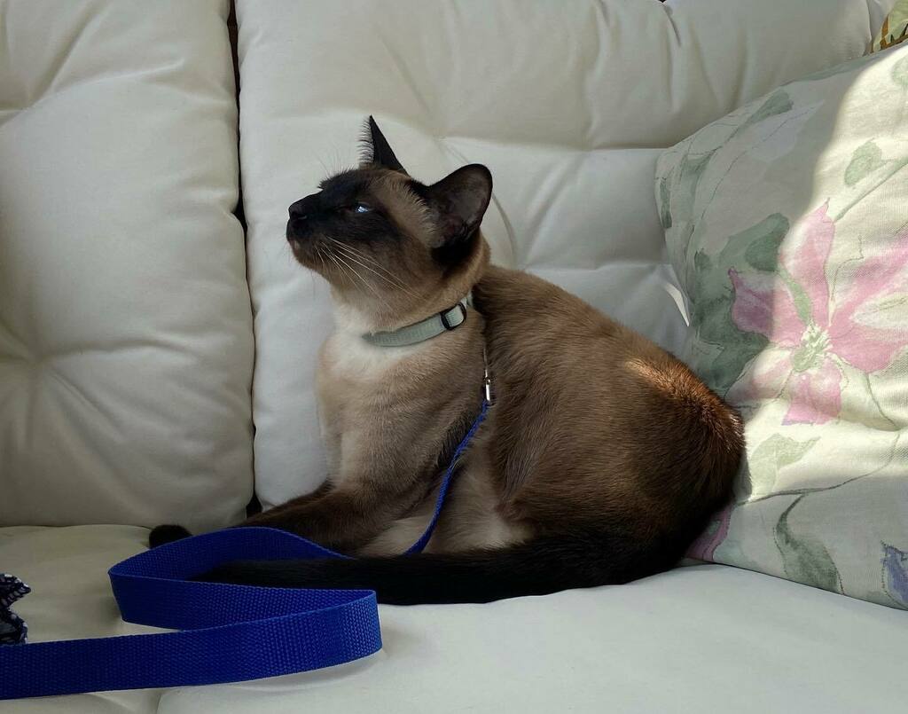PopokiKitty's tweet photo. Hey, where did my leg go? Bonus points if you can guess what I’m going to lick next! #cutestcatscommunity #kitty #kittykitty #catlife #siamese #cuteanimals #animallovers #catsofinsta #ilovecats #kittylovers #kittylife #catsonline #siameselife #siamesecat… https://t.co/wd65XAwHTF https://t.co/QT8q2lozzA
