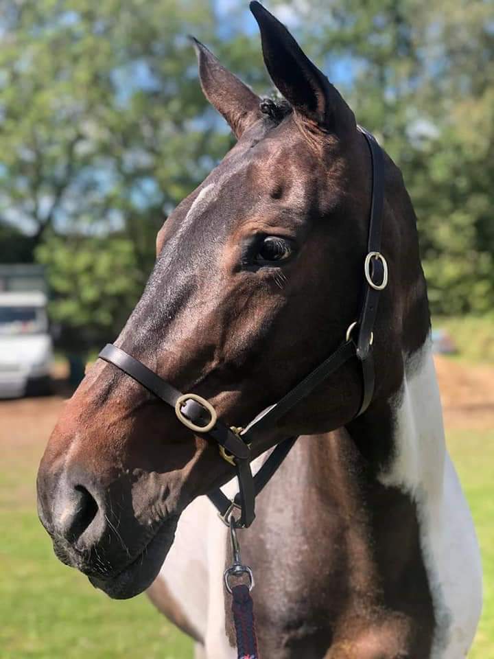 LOTSSSSSSSS to catch up on from the last month. Plenty of teaching and schooling with a few outings with Nev and Mouse. Will be posting plenty of pics over the next few days. Let's start with a few of the top boy. #Horses #poniesofinstagram <a href="/aponyhour/">#ponyhour</a>