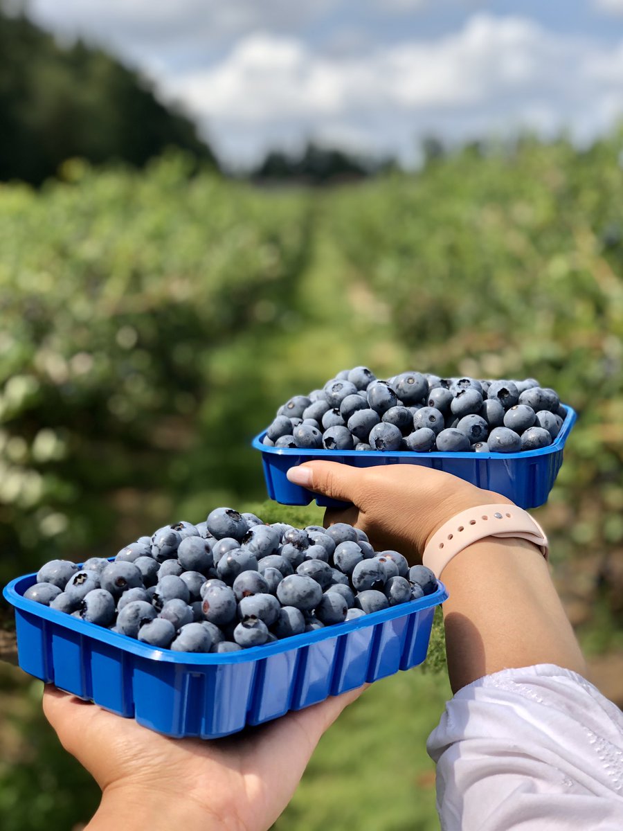 golzar_e's tweet photo. Who said social distancing canโt be fun? Meditative and yummy ๐ #berryfun #beautifulbc https://t.co/FuISyf3oti